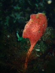 Boltenia ovifera