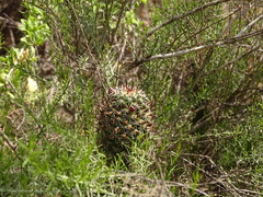 Mammillaria mazatlanensis