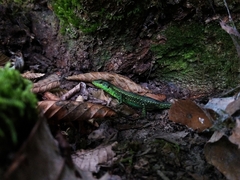 Darevskia chlorogaster