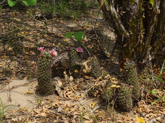 Mammillaria mazatlanensis