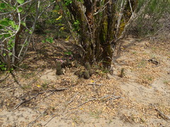 Mammillaria mazatlanensis