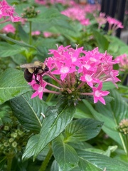 Bombus impatiens image