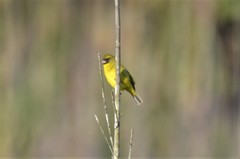 Crithagra hyposticta