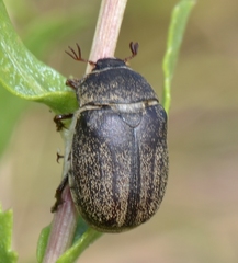 Phyllophaga lanceolata