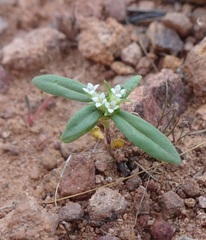 Mitracarpus breviflorus
