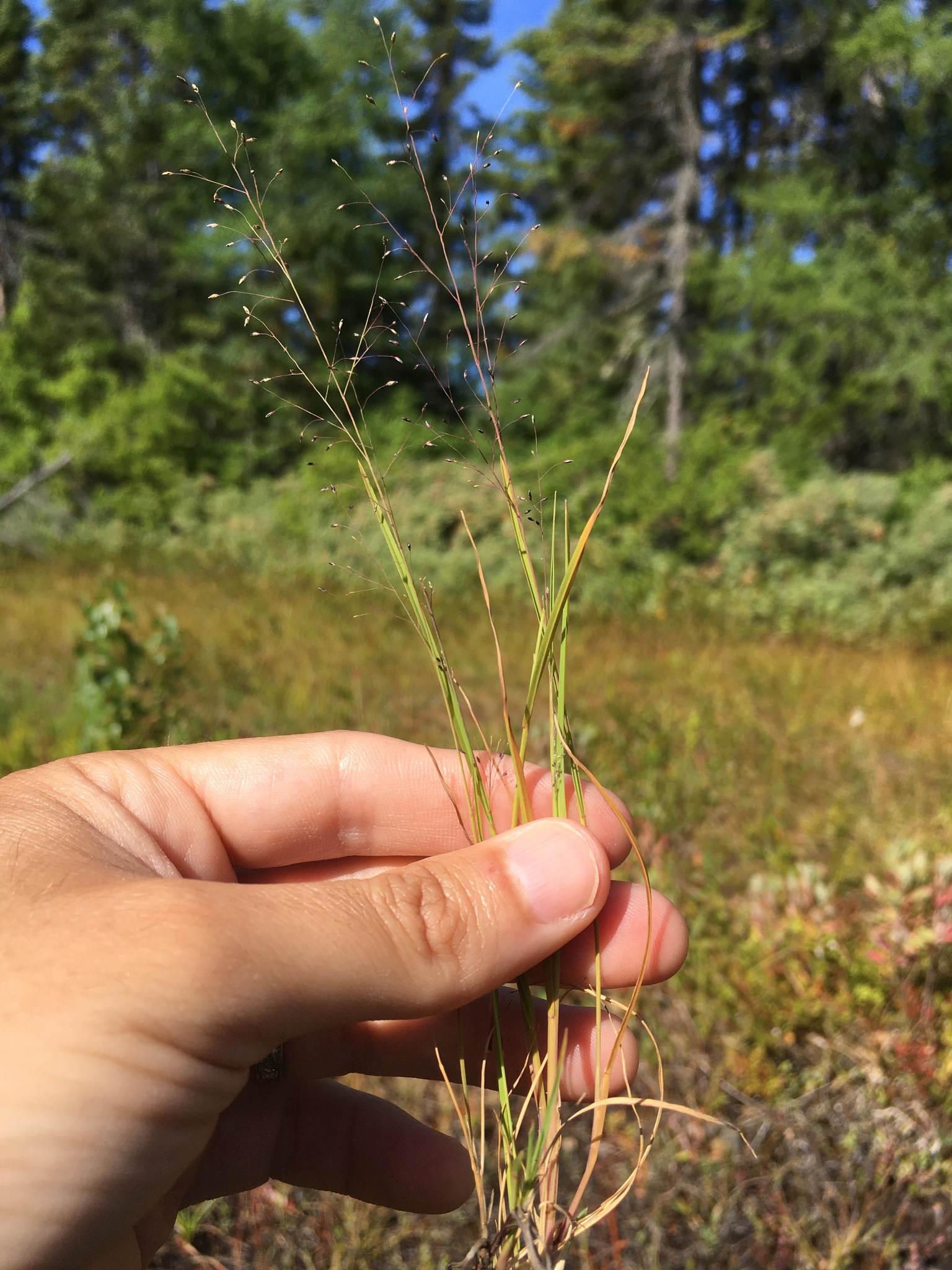 Muhlenbergia uniflora