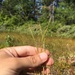 Fall Dropseed Muhly - Photo (c) davidmazerolle, some rights reserved (CC BY-NC), uploaded by davidmazerolle