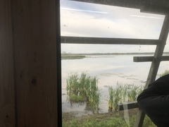 Limosa limosa