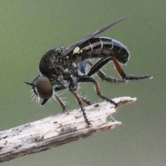 Hadrokolos texanus