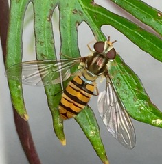 Episyrphus balteatus