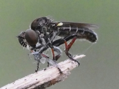 Hadrokolos texanus