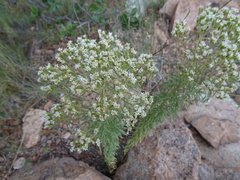 Stevia serrata