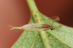 Chaoboridae