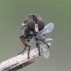 Hadrokolos texanus
