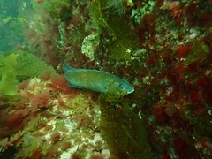 Tautogolabrus adspersus