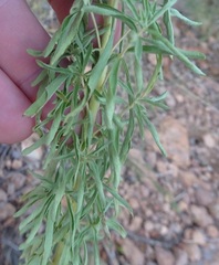 Stevia serrata