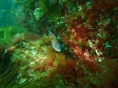 Tautogolabrus adspersus