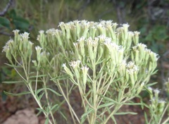Stevia serrata