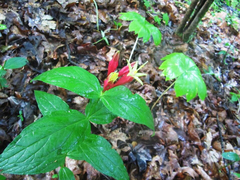 Spigelia marilandica