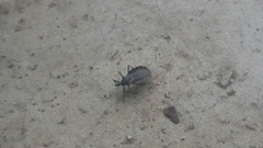 Triatoma gerstaeckeri