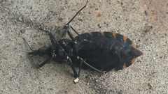 Triatoma gerstaeckeri