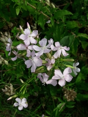 Saponaria officinalis