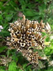 Saponaria officinalis