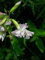 Saponaria officinalis