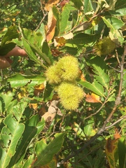 Castanea ozarkensis