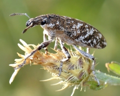 Cyphocleonus achates