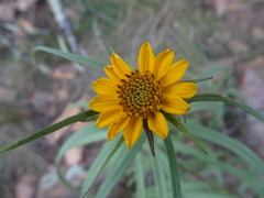 Verbesina longifolia