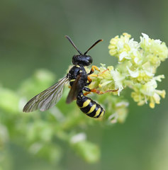 Cerceris arenaria