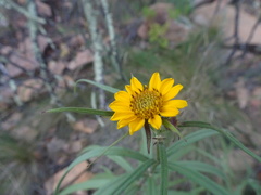 Verbesina longifolia