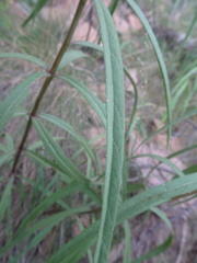 Verbesina longifolia