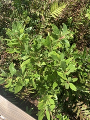 Quercus incana