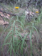 Verbesina longifolia
