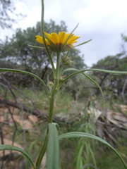 Verbesina longifolia