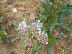 Callophrys augustinus iroides