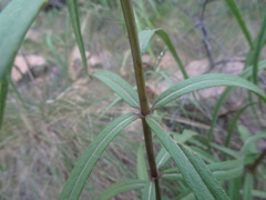 Verbesina longifolia