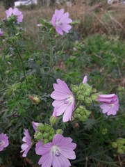 Malva moschata