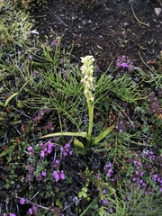 Platanthera hyperborea
