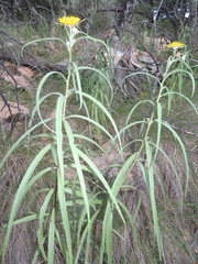Verbesina longifolia