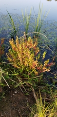 Hypericum walteri
