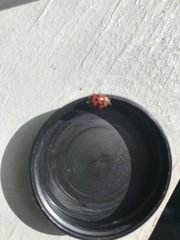 Harmonia axyridis