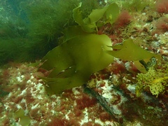 Laminaria digitata