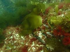 Laminaria digitata