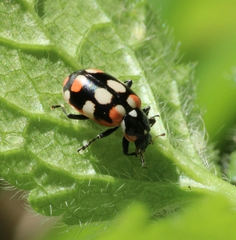 Eriopis connexa