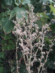 Lactuca serriola