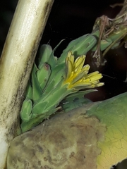Lactuca serriola