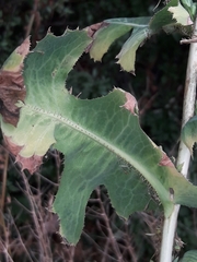 Lactuca serriola